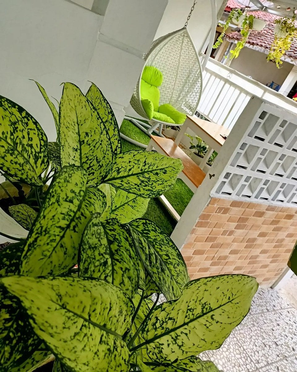 Teras rumah hijau 2x1