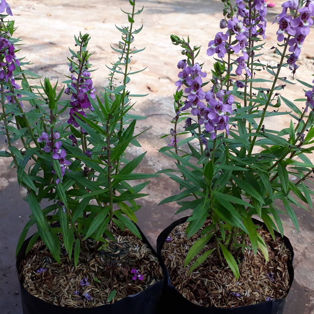 tanaman pengusir kucing, lavender tanaman pengusir kucing, lavender