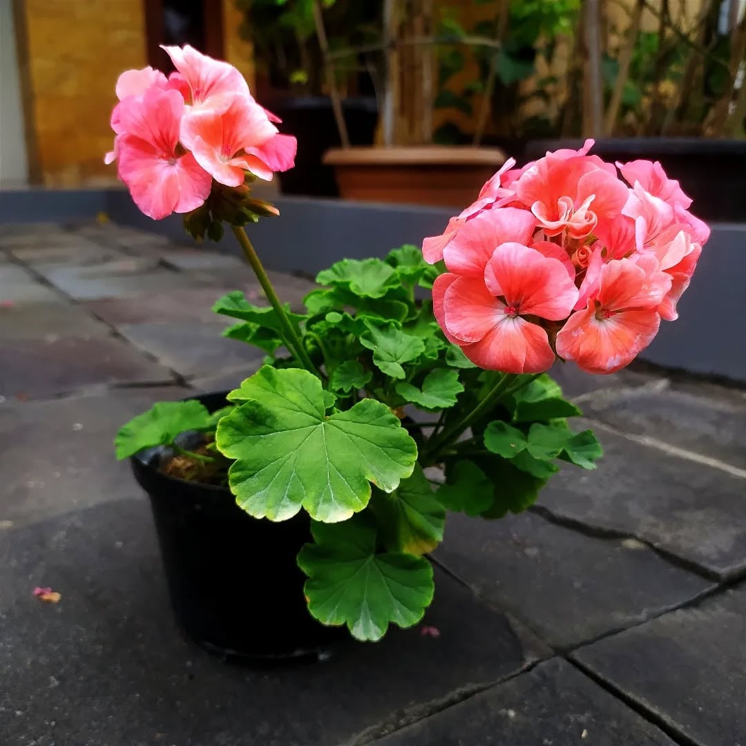 tanaman hias pengusir kucing, geranium tanaman hias pengusir kucing, geranium