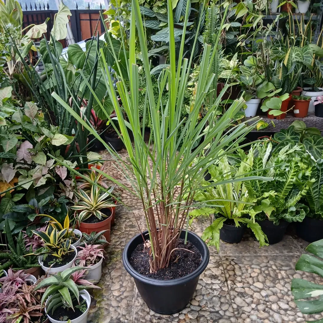 tanaman serai tanaman serai