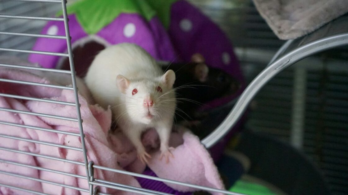 7 Cara Membasmi Tikus di Rumah Tanpa Racun Paling Ampuh