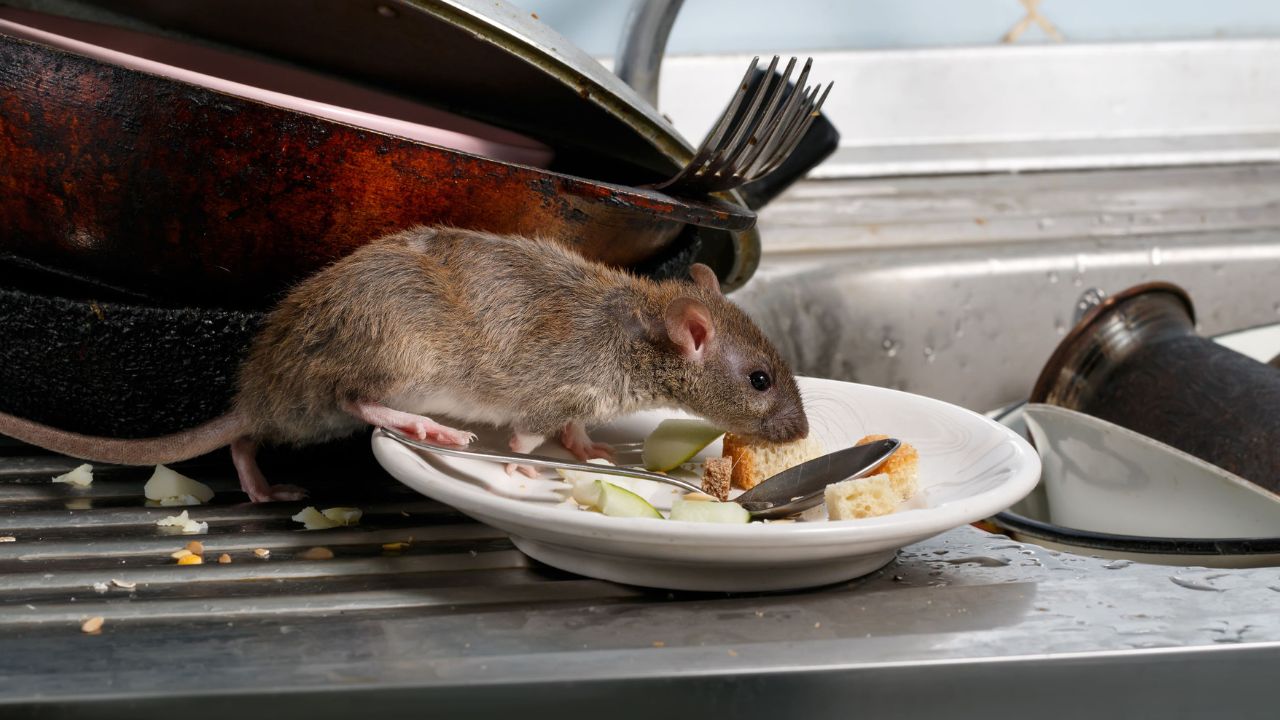 cara membasmi tikus di rumah tanpa racun paling ampuh
