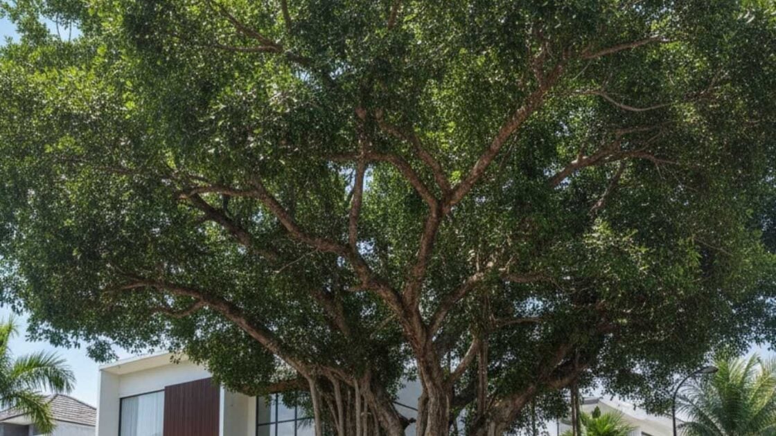 5 Pohon yang Tidak Boleh Ditanam di Depan Rumah