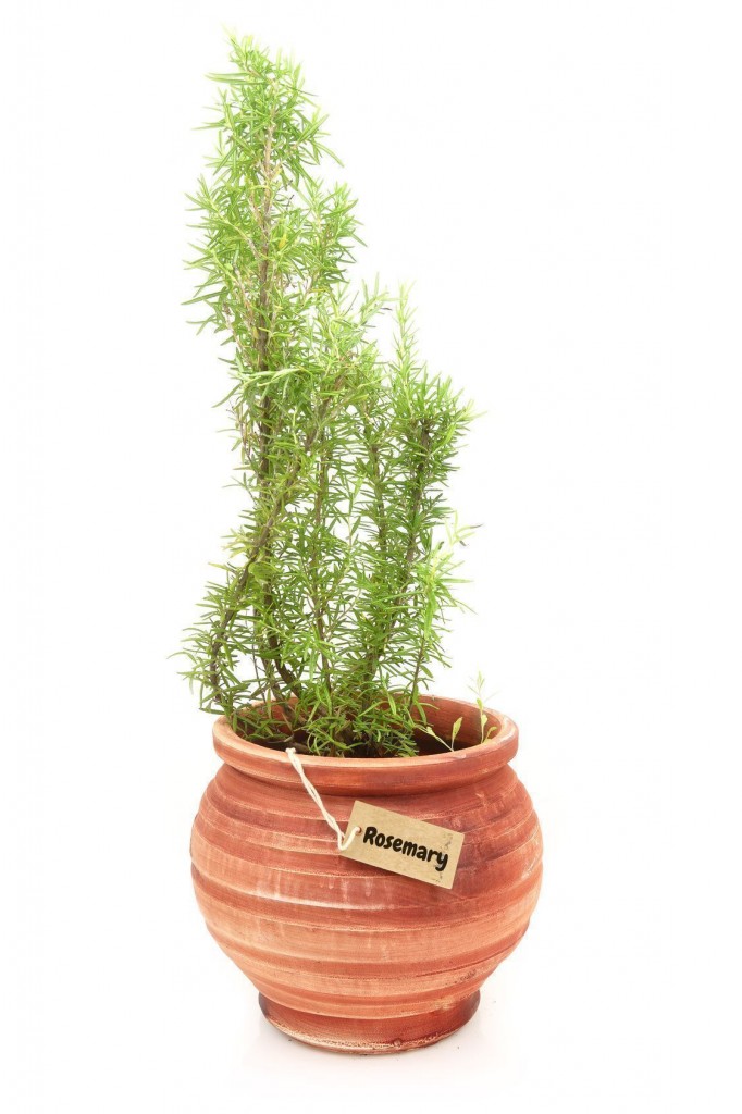 rosemary