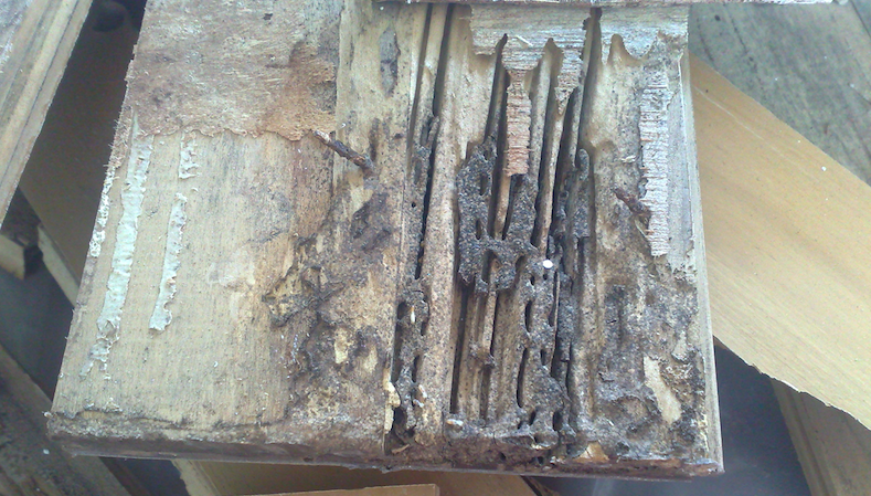 Termite eaten wood