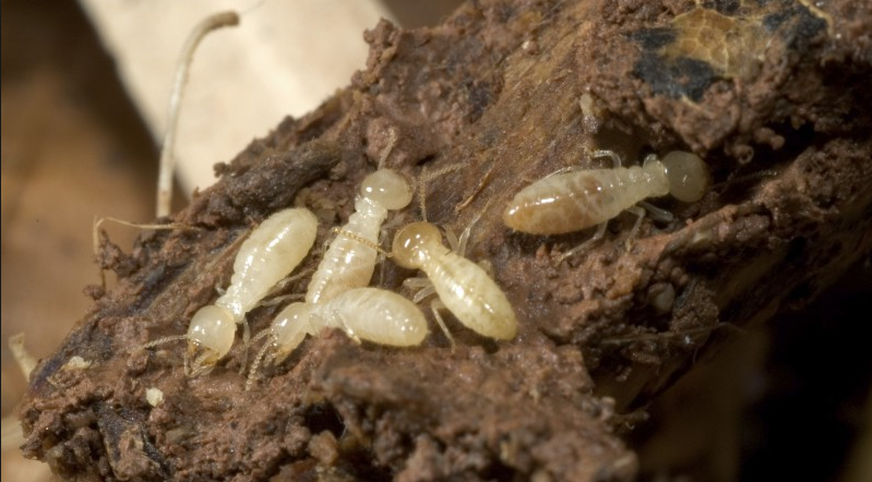 How termites look like
