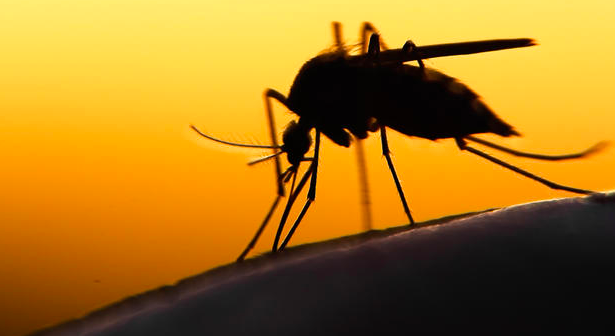 Zika Virus comes from the Aedes Mosquito