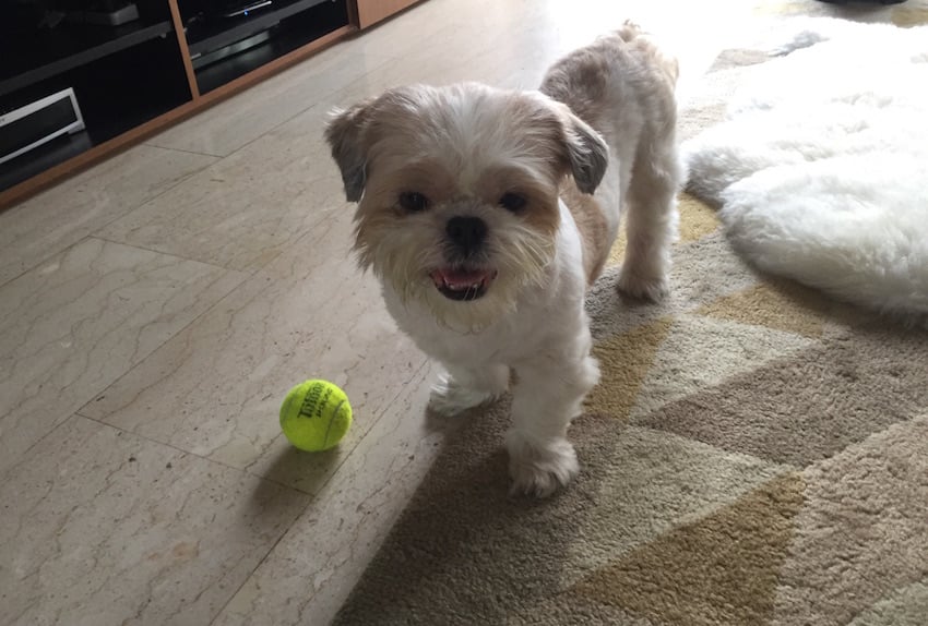 hdb flats dog shih tzus