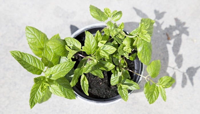 urban farming mint