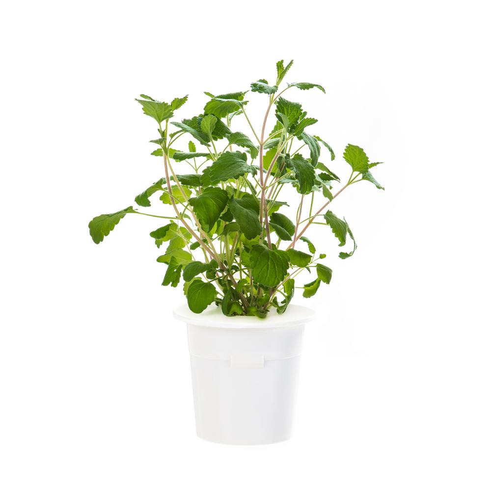 urban farming basil