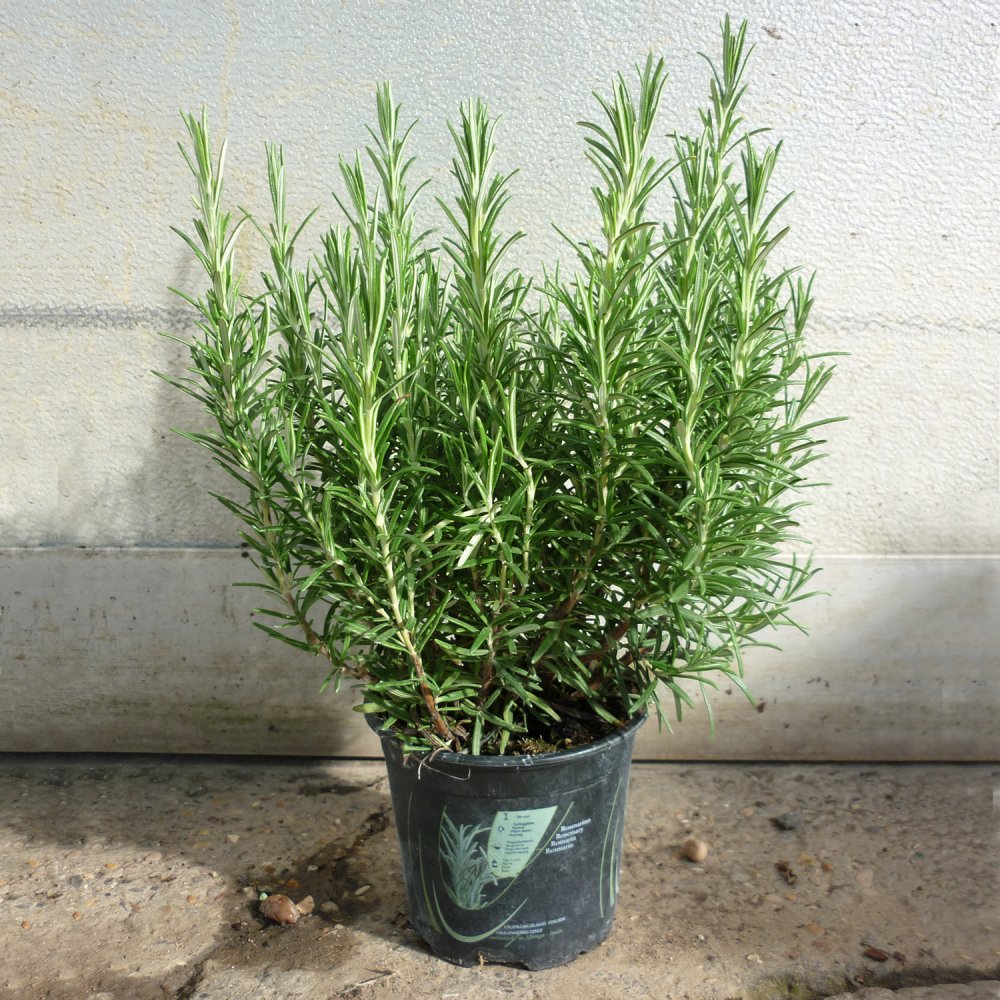 urban farming rosemary