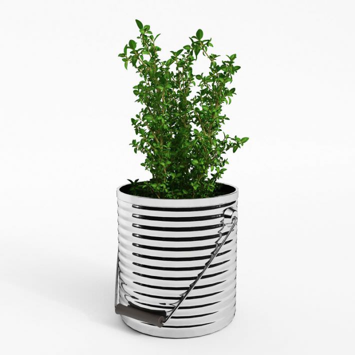 urban farming thyme
