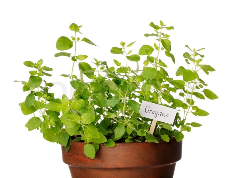 urban farming oregano