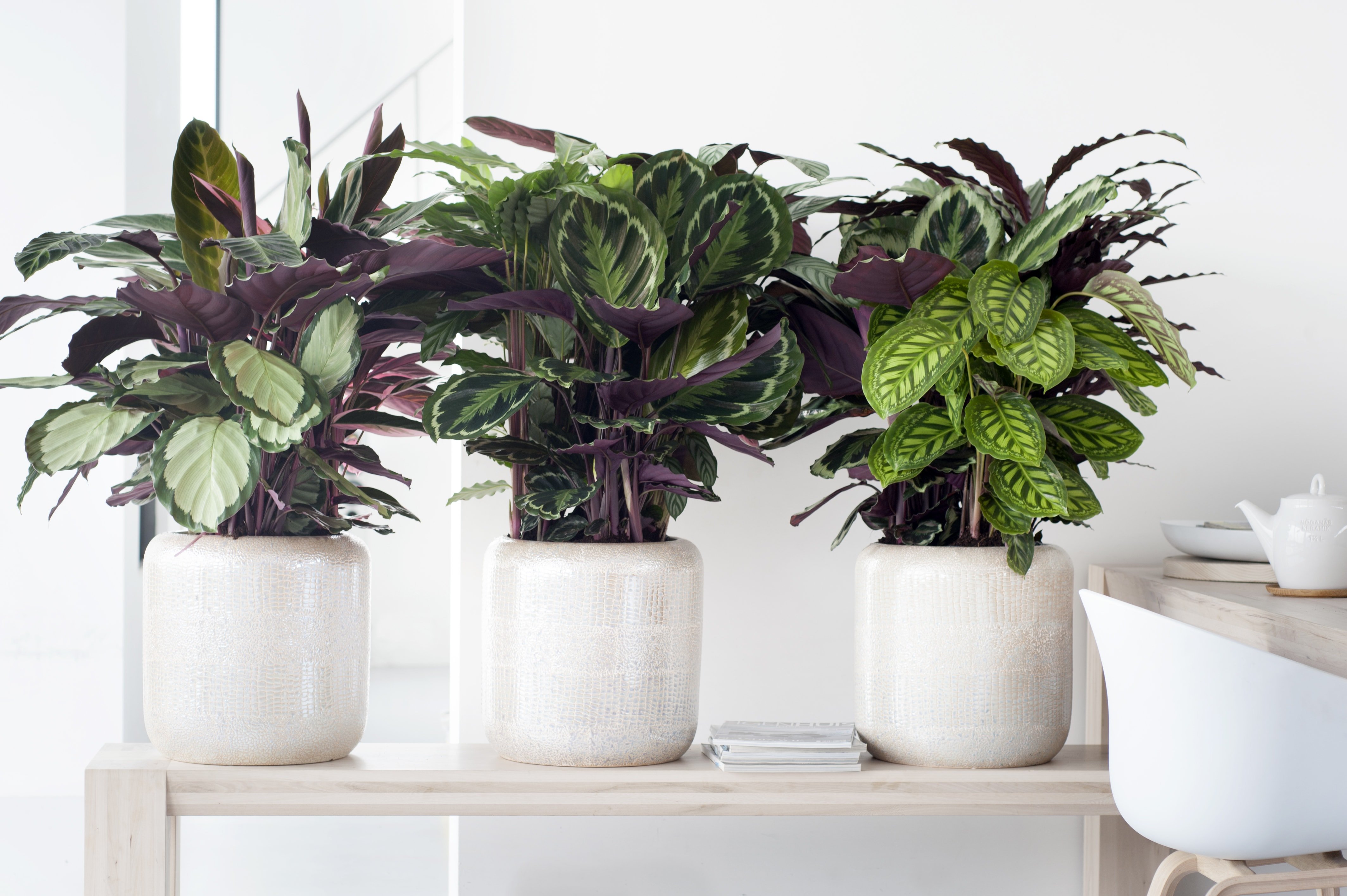 indoor plants prayer plants