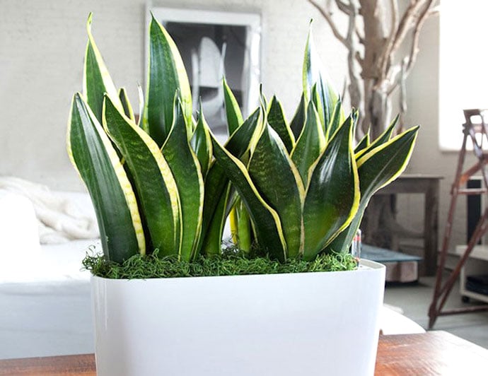 indoor plants mother in law plant