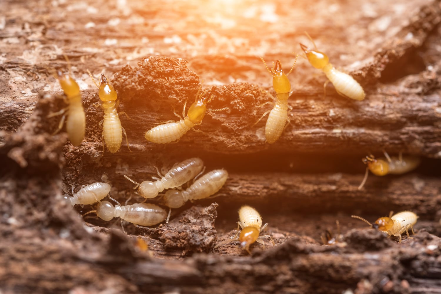 termites infestation prevention
