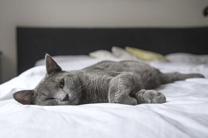 cat lying on a bed