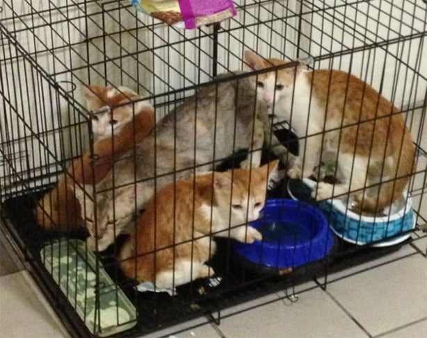 HDB flats koi pond pet cages