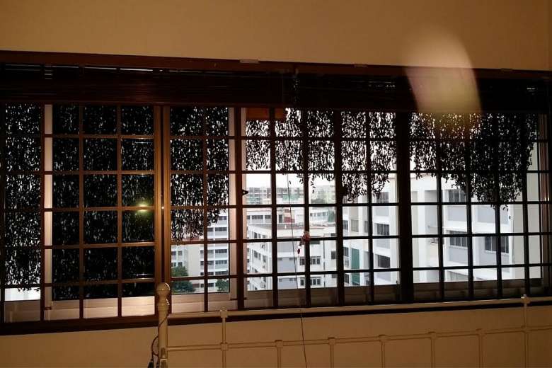 Singapore condo HDB wildlife bees