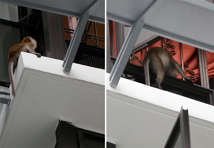 Singapore condo wildlife monkey