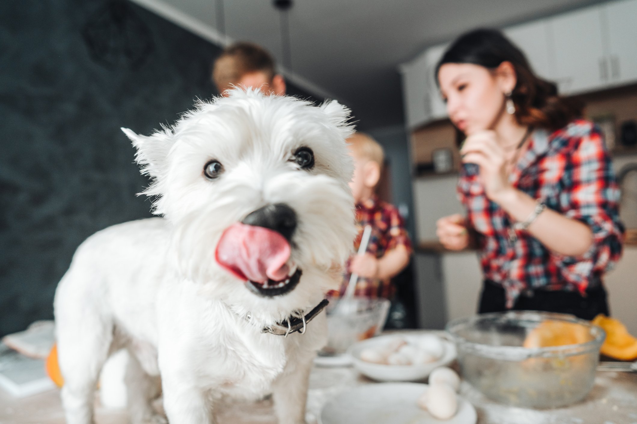 A maltese licking its chops