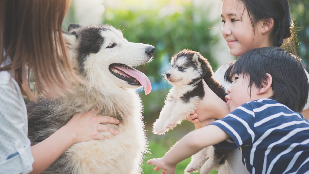 People leading a big husky toward a puppy husky