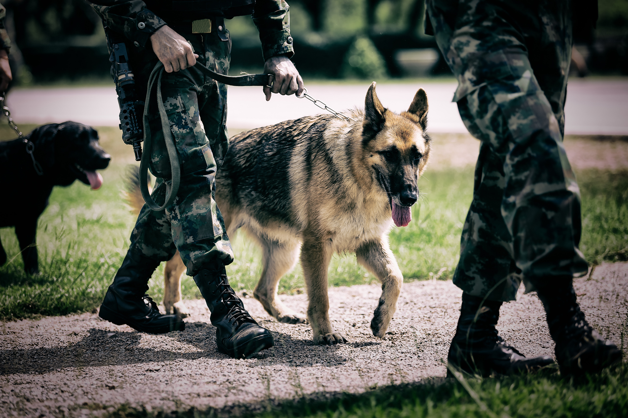 Army arriving with trained dogs