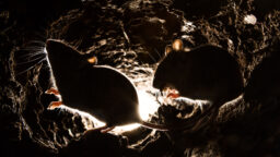 Mice underground
