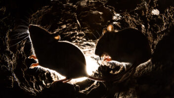 Mice underground