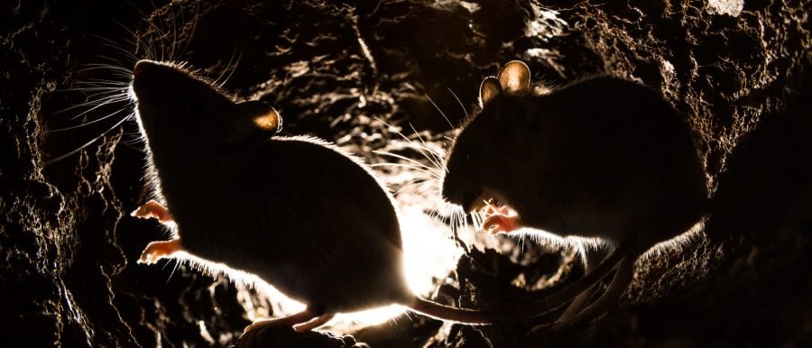 How To Get Rid Of Mice With Natural Ingredients - 99co