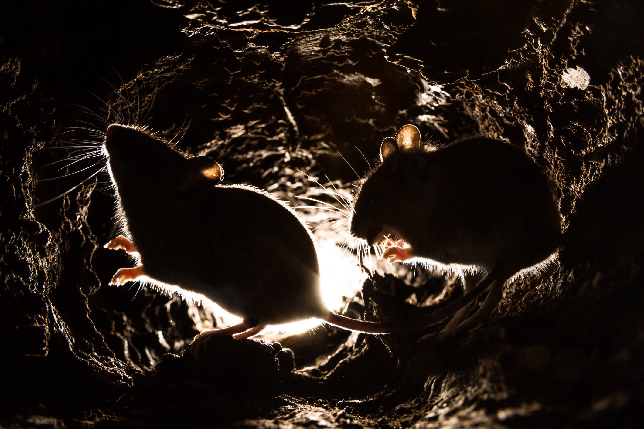 How To Get Rid Of Mice Infestation In Apartment How To Get Rid Of Mice Infestation In Apartment