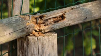 Termite damaged wood