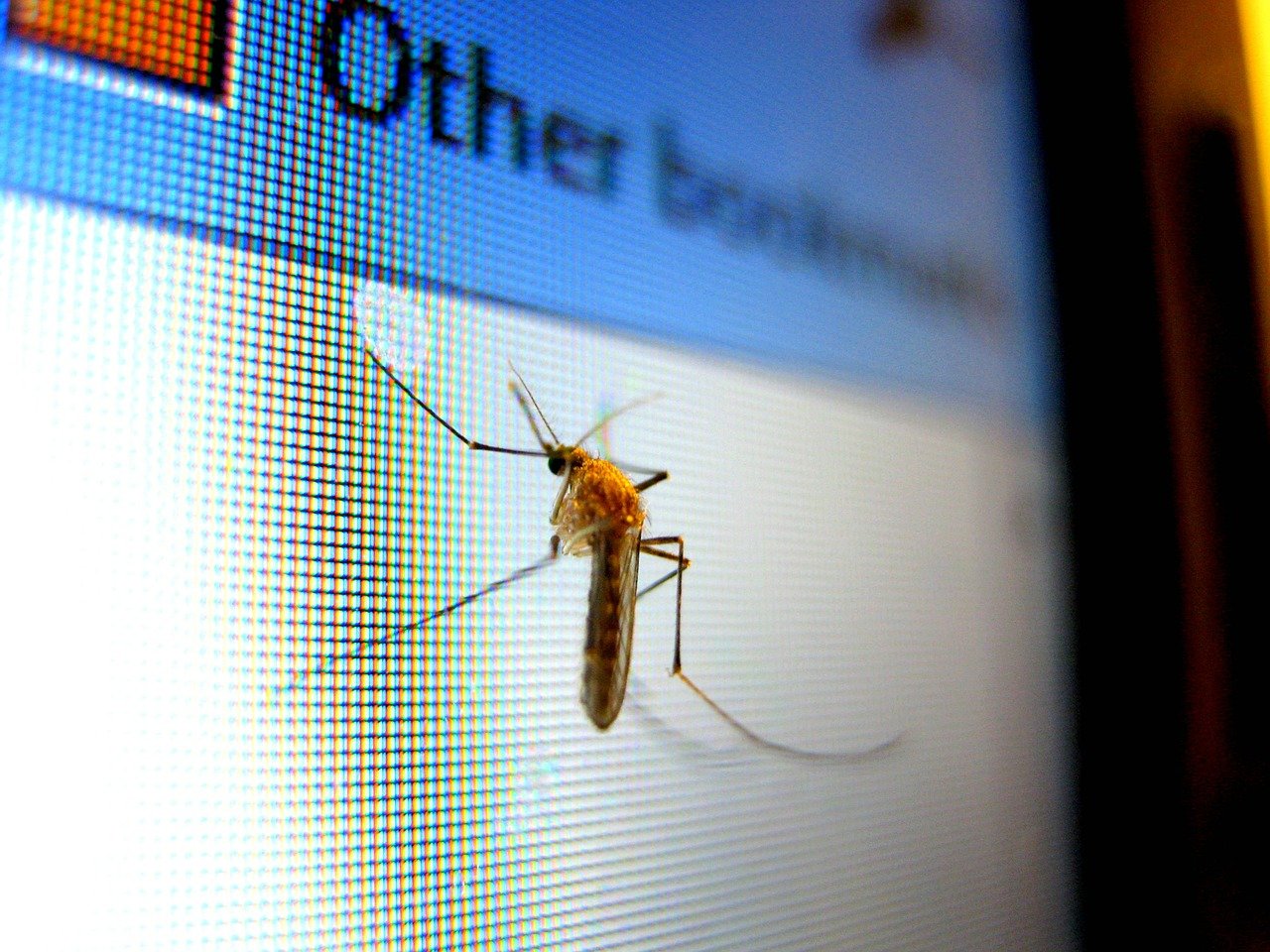 7 Effective Ways to Get Rid of Lizards