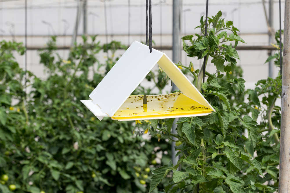 pheromone trap