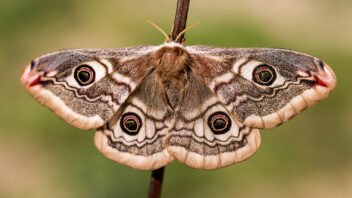 moths
