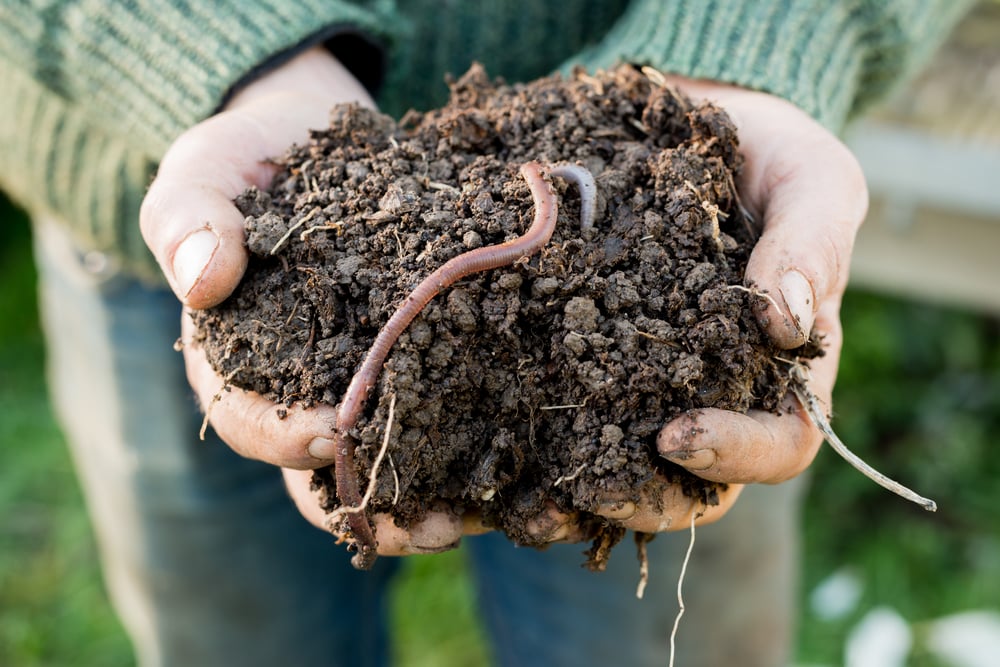 Woman Showing Garden Soil with Worms