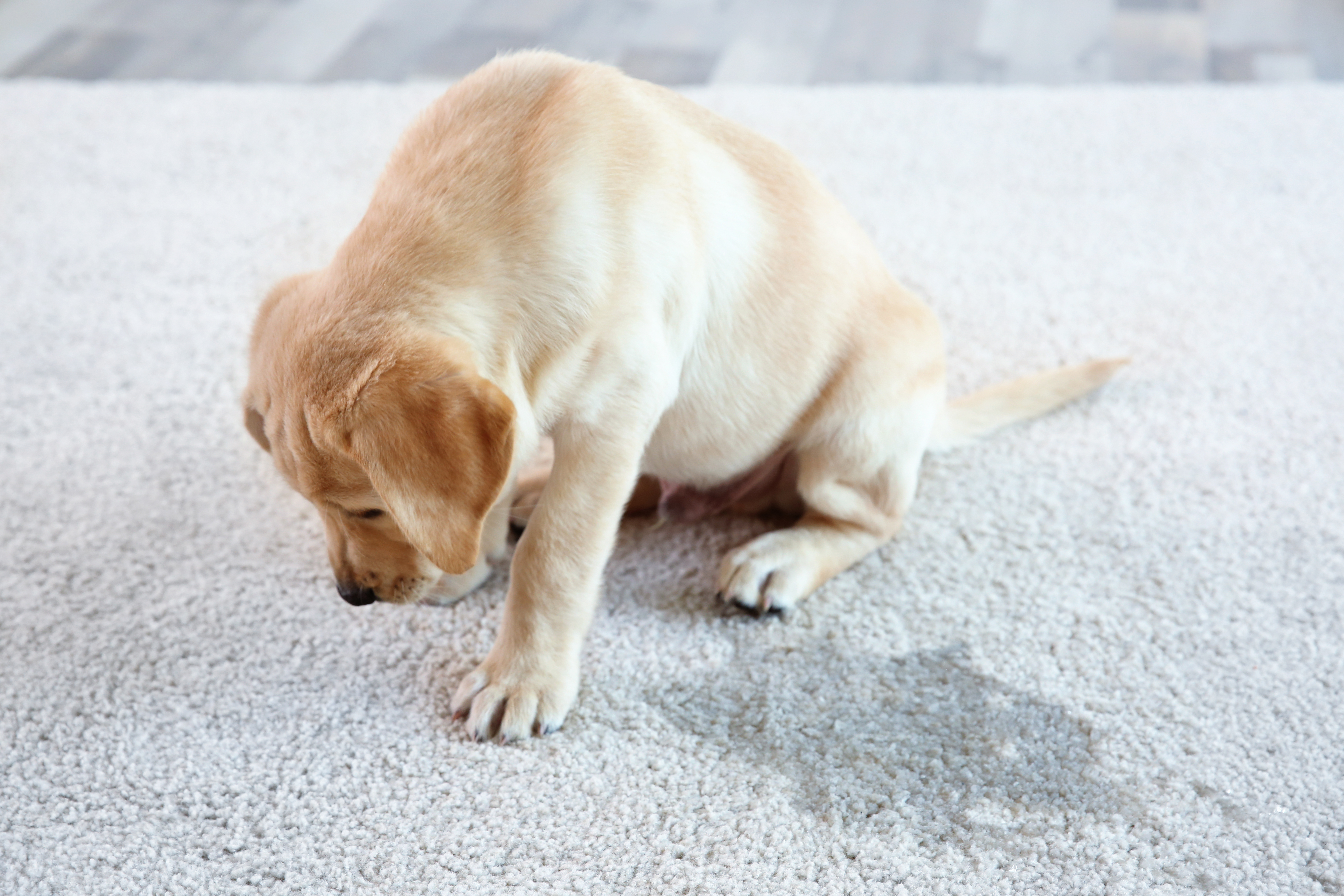 Dog lying on a carpet next to a wet patch