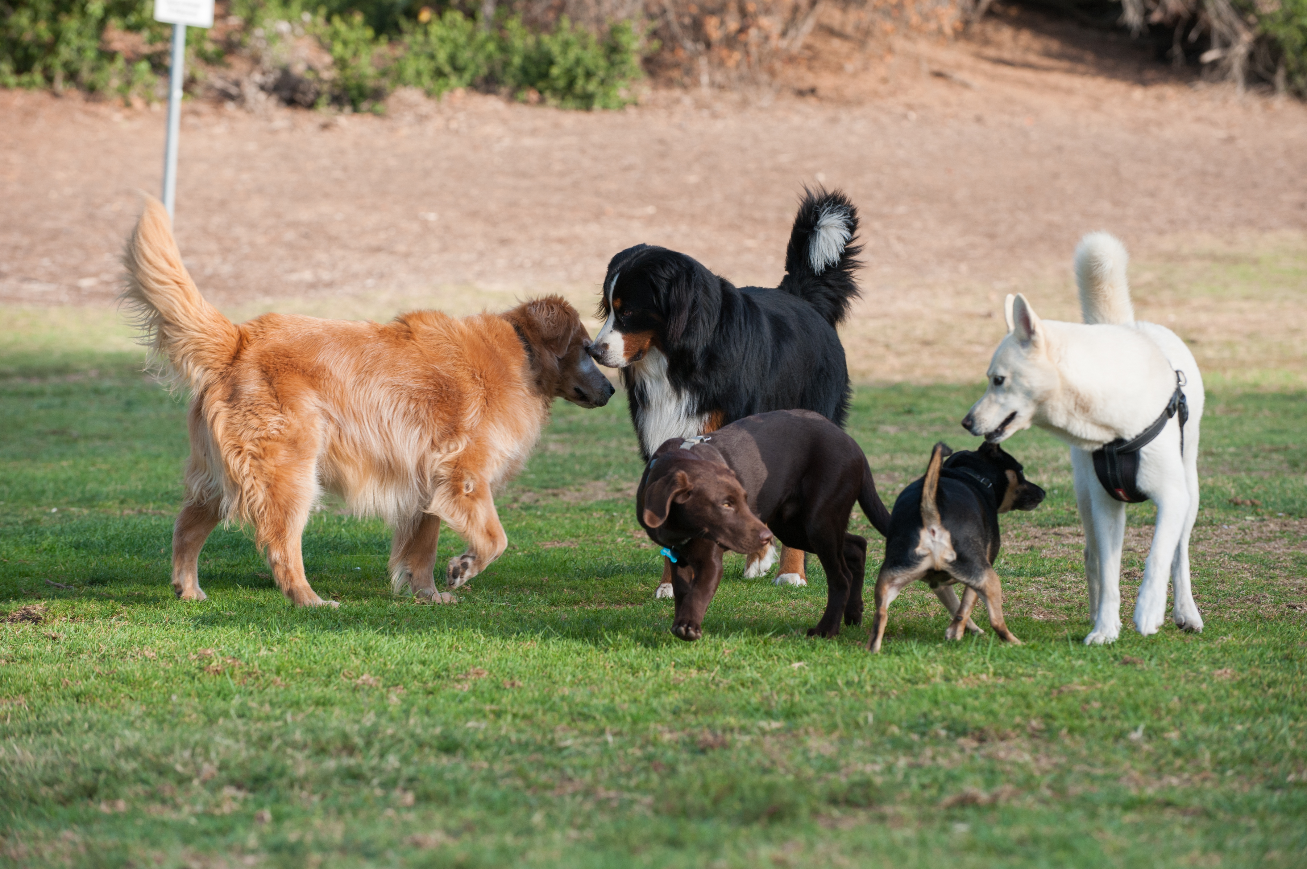 different breeds of dogs playing together