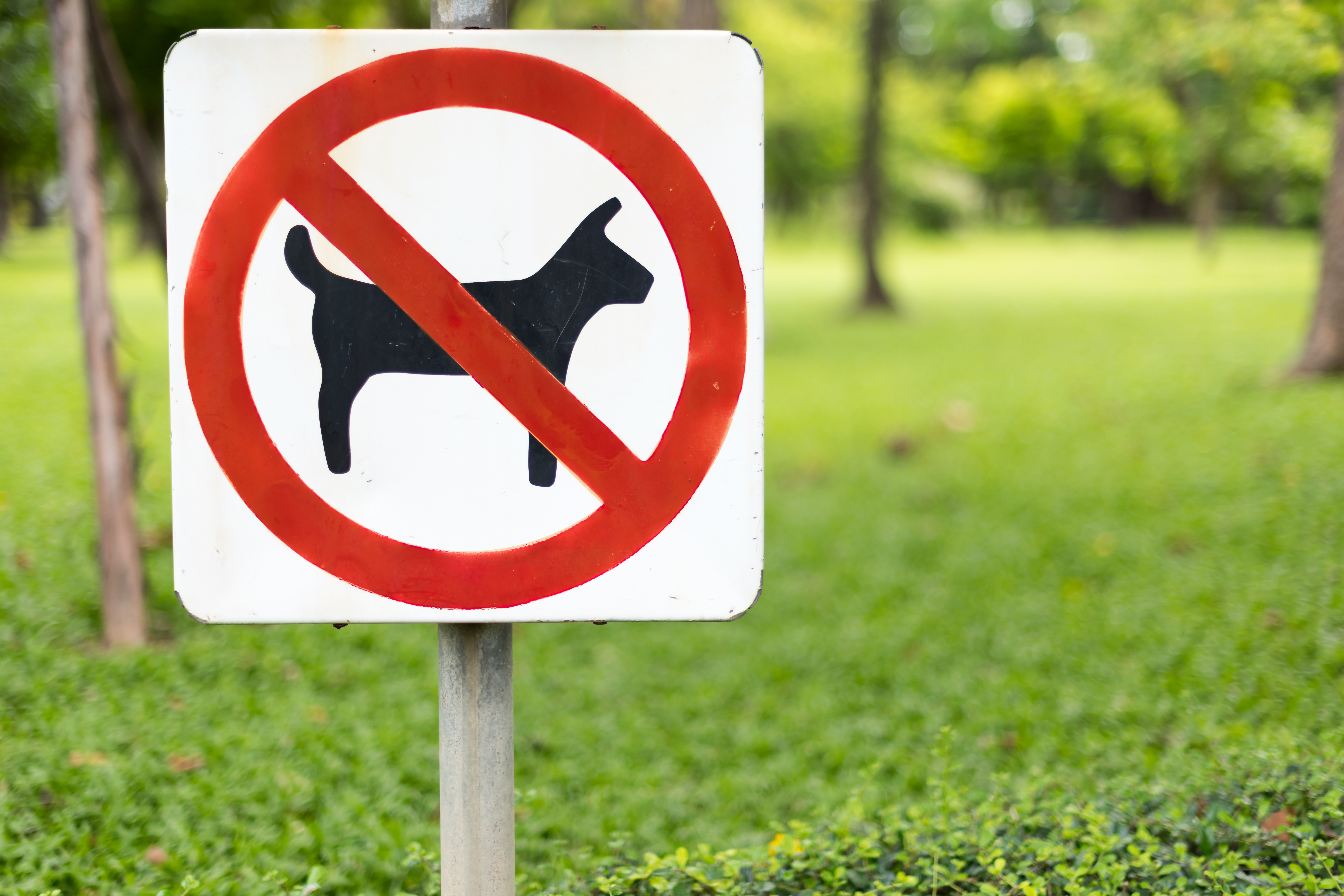 A sign that indicated that no dogs are allowed