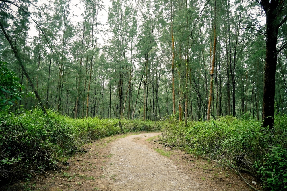 The lush vegetation providing shelter for visitors.