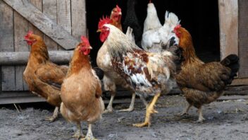 flock of chicken