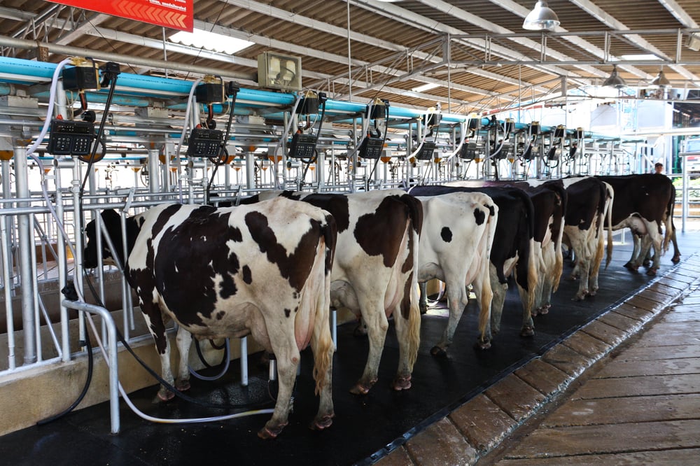 cow in the farm, milking process