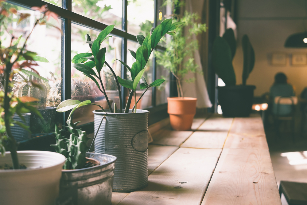 Indoor Plants Placed Near the Window
