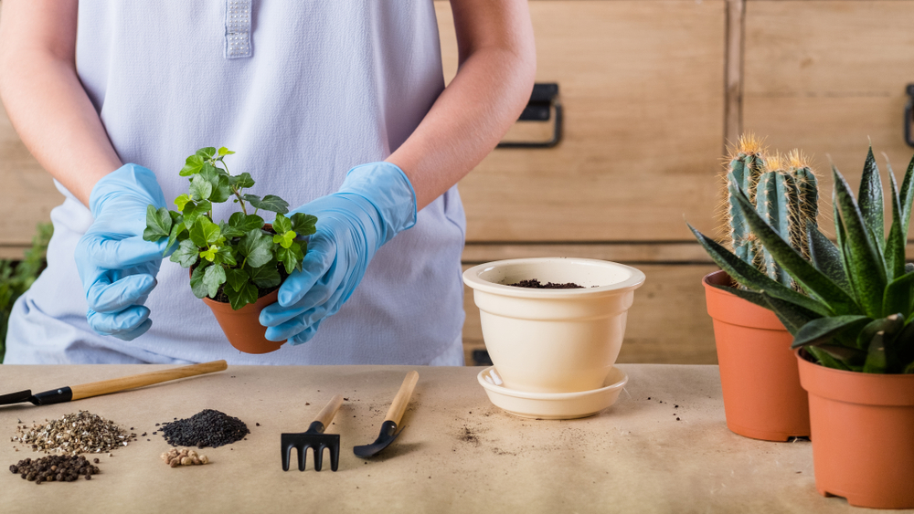 Woman Repotting Indoor Plant