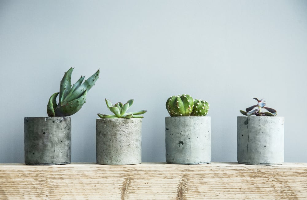 Succulent Plants On Display At Home