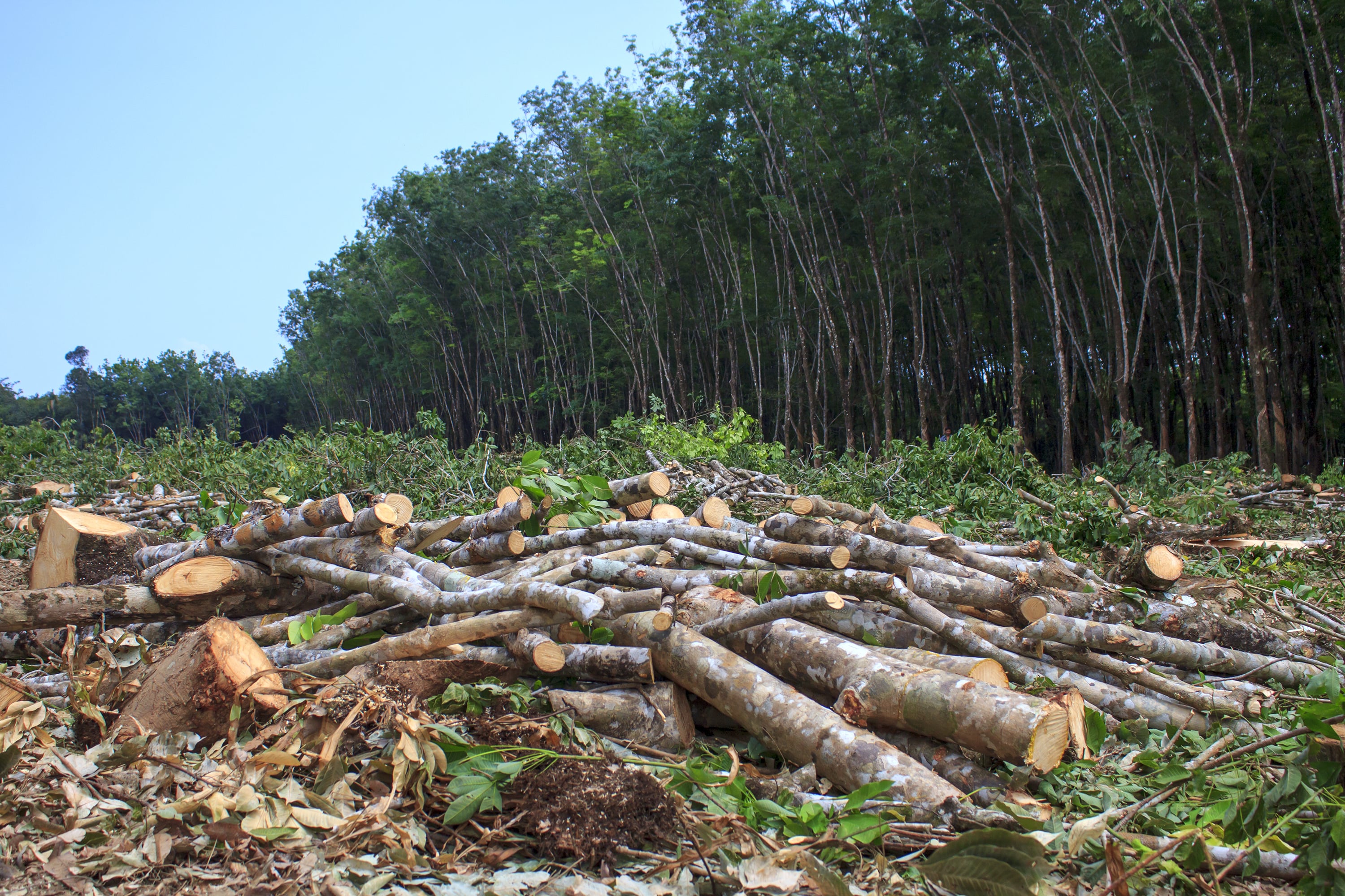 trees cutdown