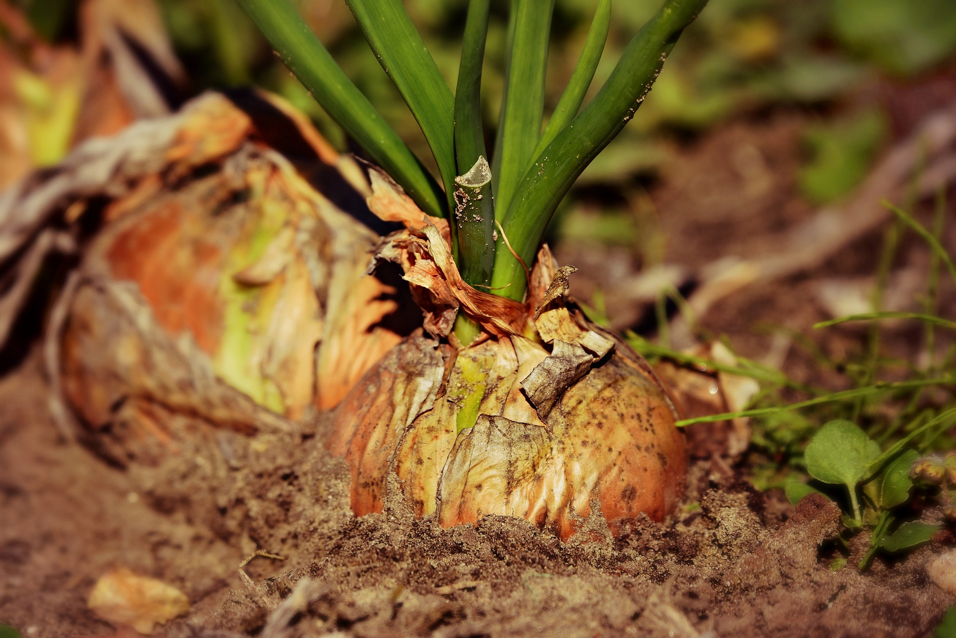 Plant growing in soil