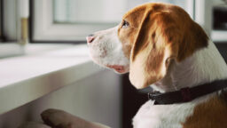dog condo covid 19