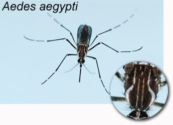 aedes aegypti mosquito dengue fever