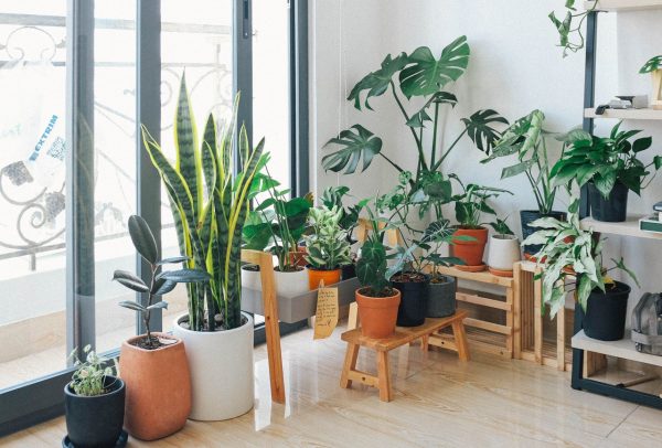 Potted plants in a house, which can increase property value